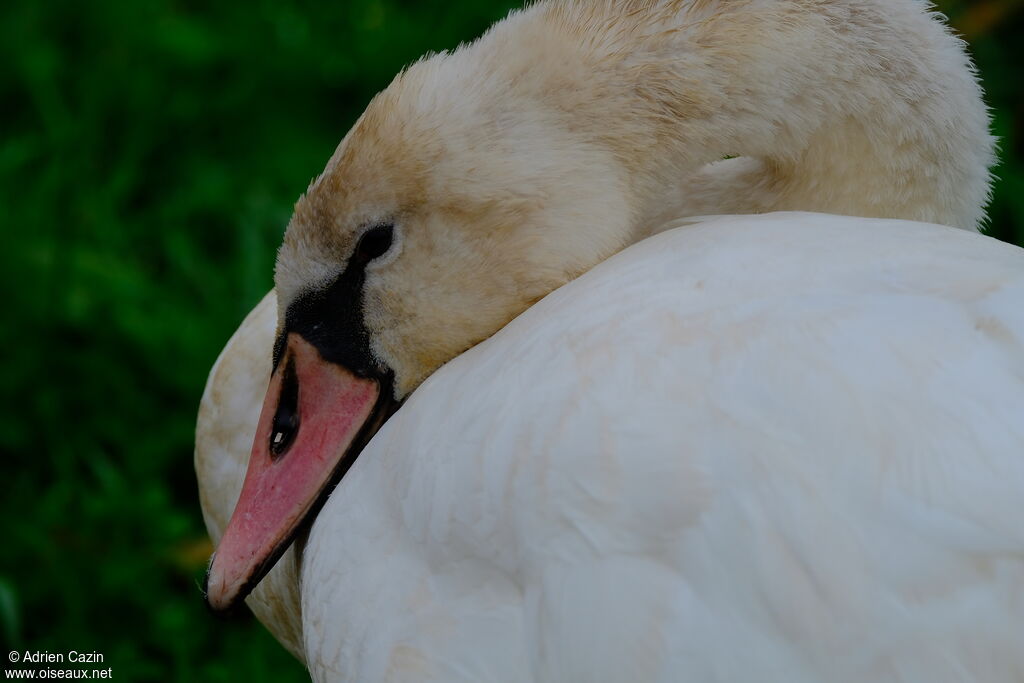 Mute Swansubadult, close-up portrait