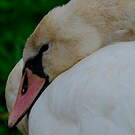 Cygne tuberculé