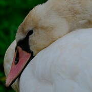 Mute Swan