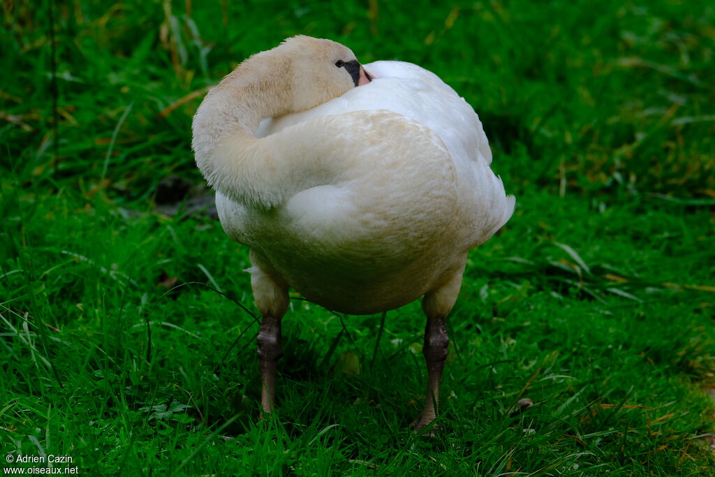 Cygne tuberculésubadulte, Comportement