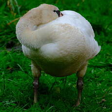 Cygne tuberculé