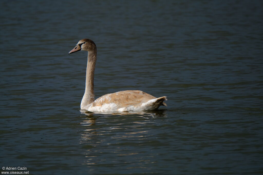 Cygne tuberculé1ère année