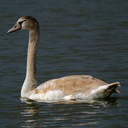 Mute Swan