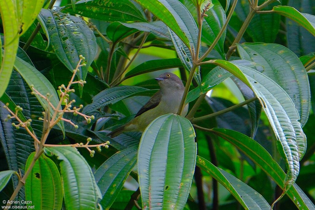 Black-faced Dacnis female adult