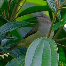 Dacnis à coiffe bleue