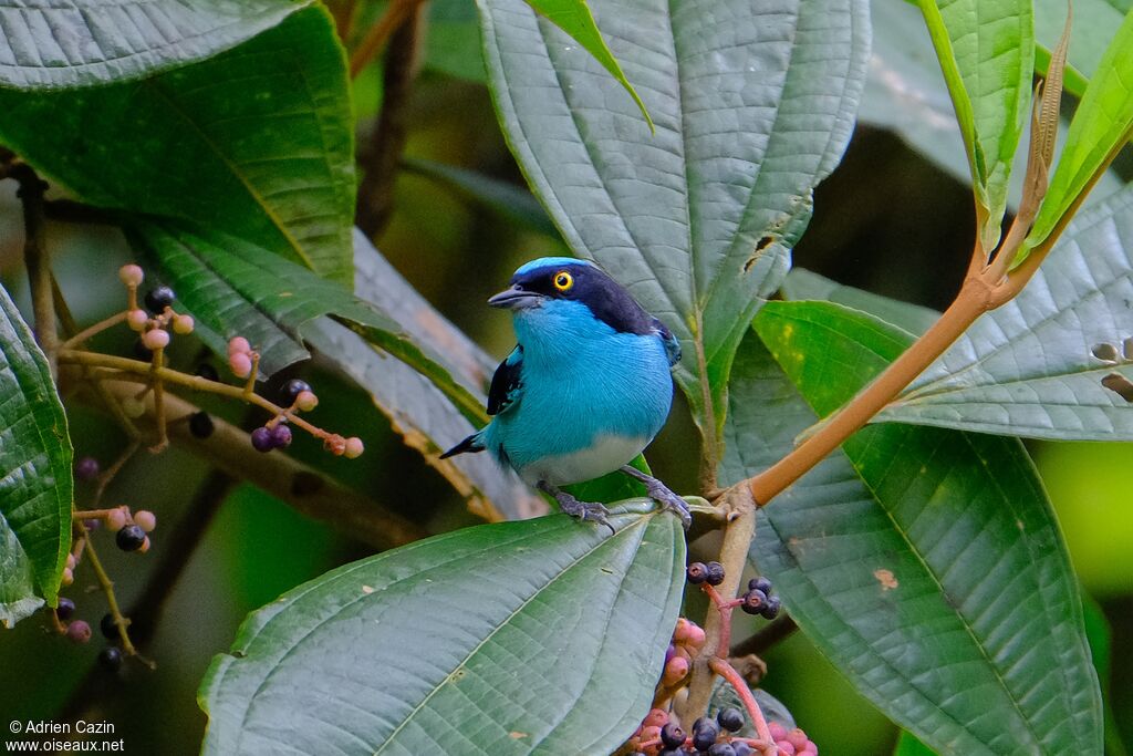 Black-faced Dacnis male adult