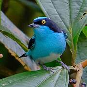 Black-faced Dacnis