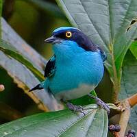 Dacnis à coiffe bleue