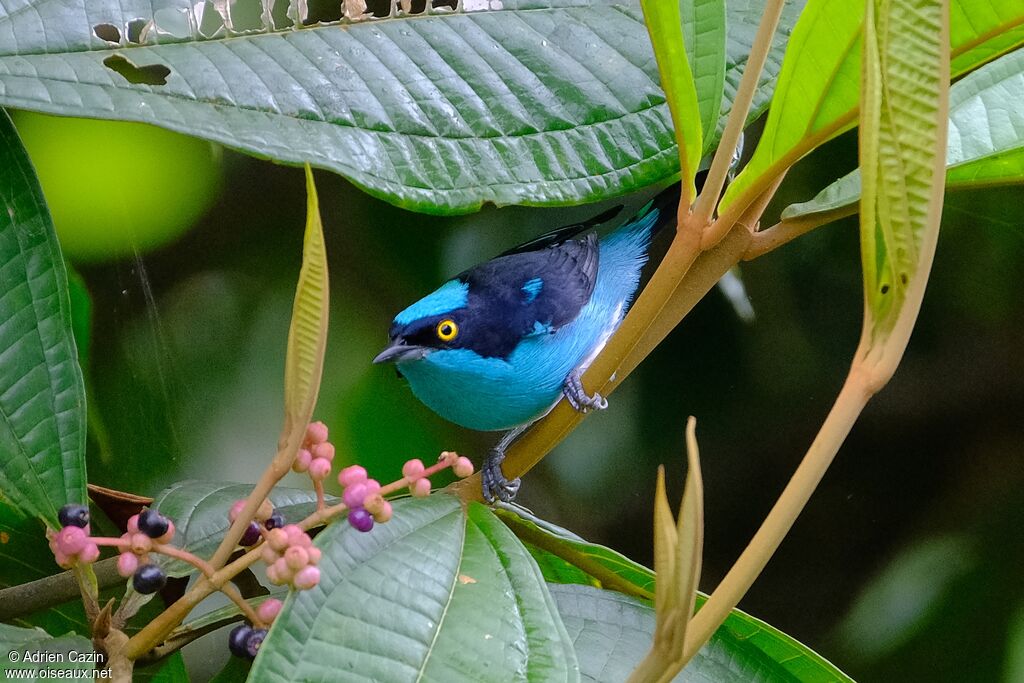 Black-faced Dacnis male adult