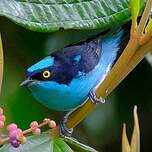 Dacnis à coiffe bleue