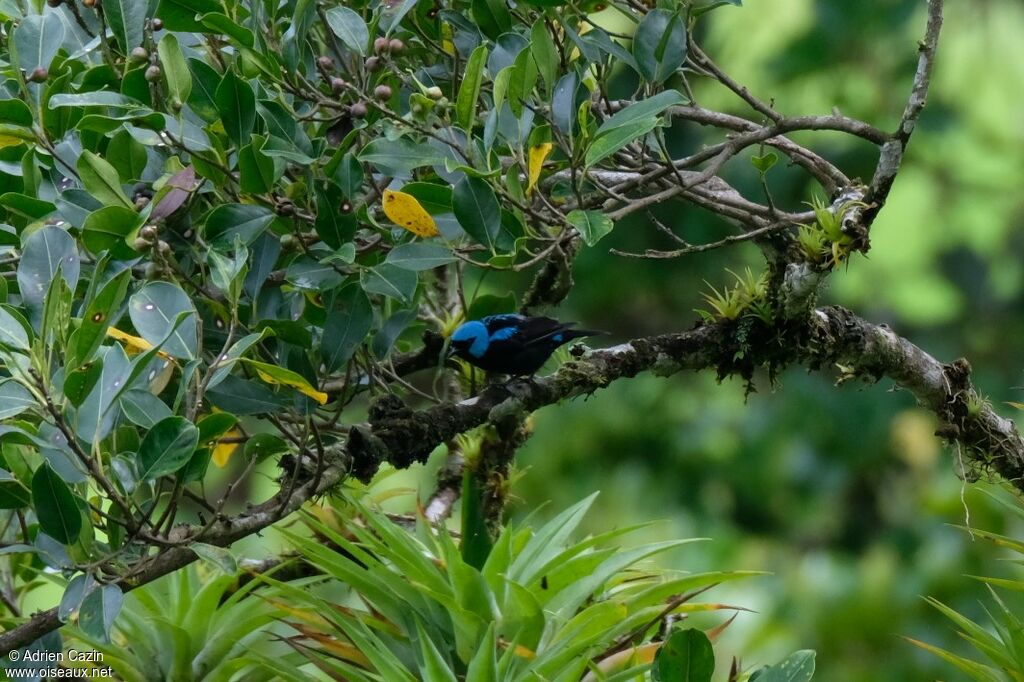 Dacnis à cuisses rouges