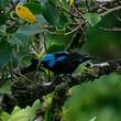 Dacnis à cuisses rouges