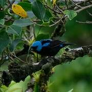 Scarlet-thighed Dacnis