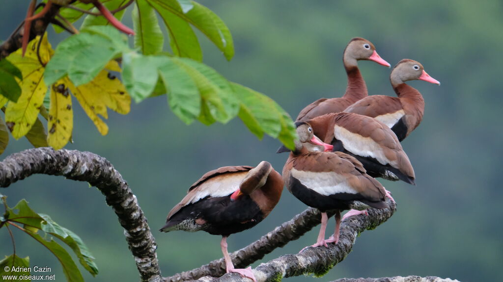 Dendrocygne à ventre noiradulte