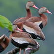 Dendrocygne à ventre noir