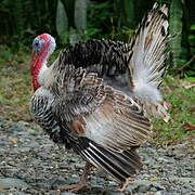 Wild Turkey