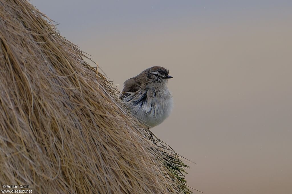 Paramo Ground Tyrant
