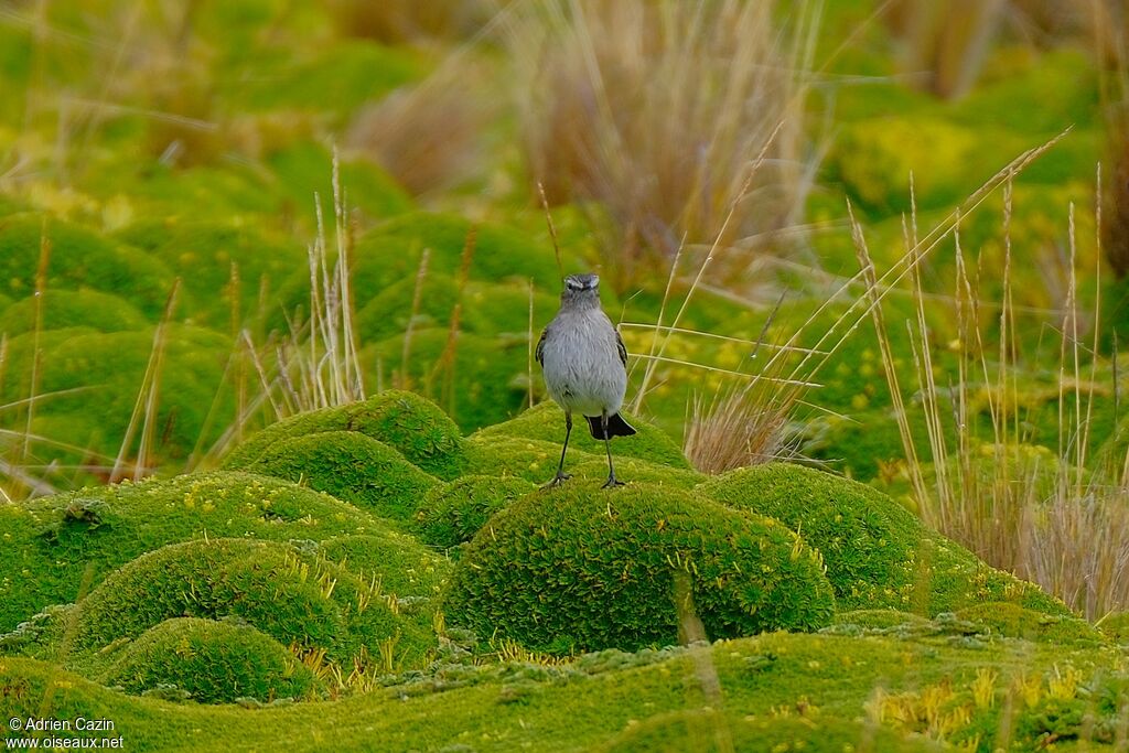 Paramo Ground Tyrant