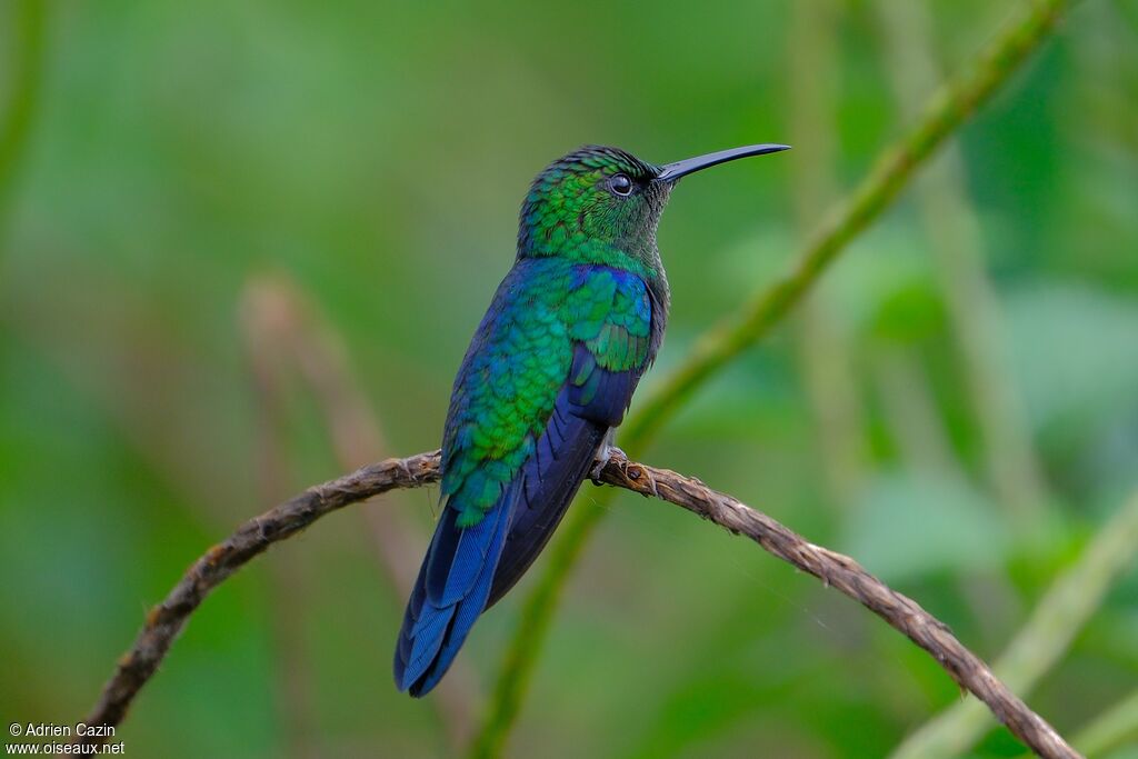 Fork-tailed Woodnymph male