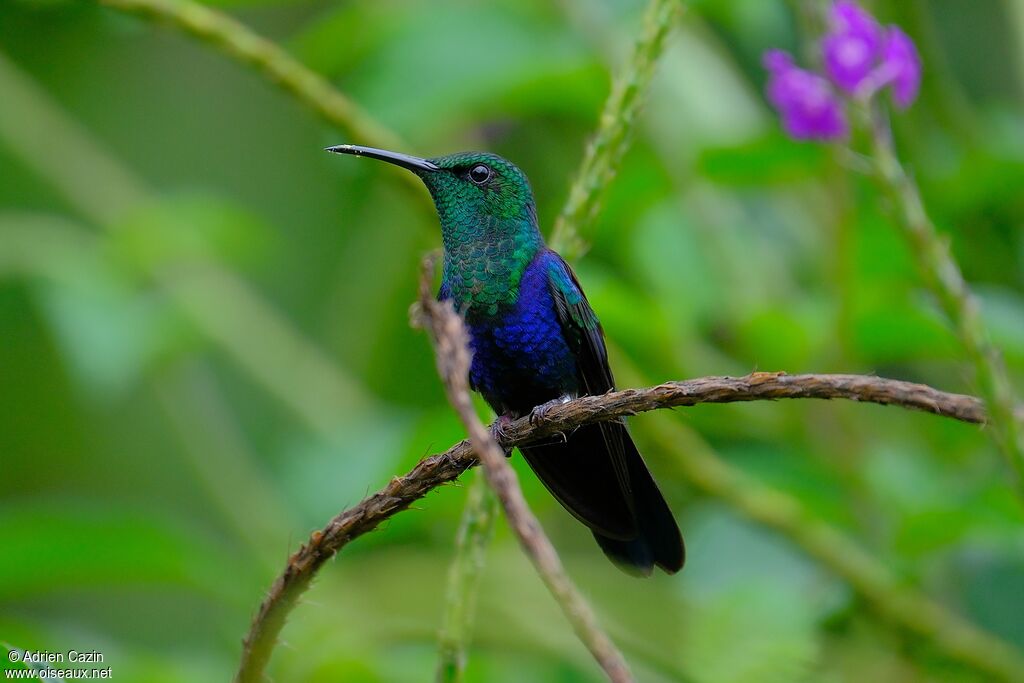 Fork-tailed Woodnymph male adult