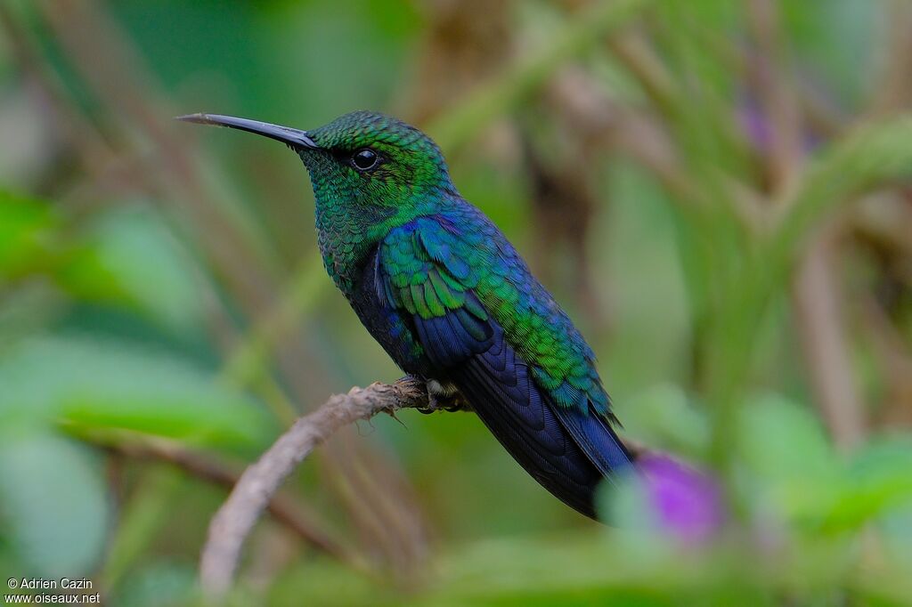 Fork-tailed Woodnymph male adult