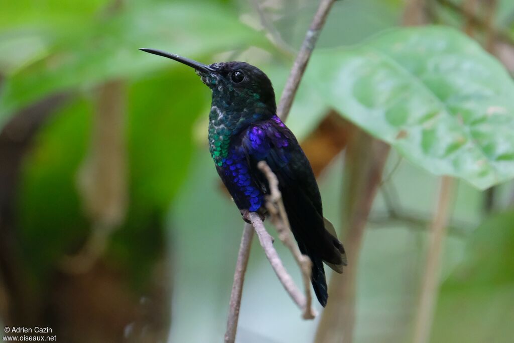 Crowned Woodnymph male, identification