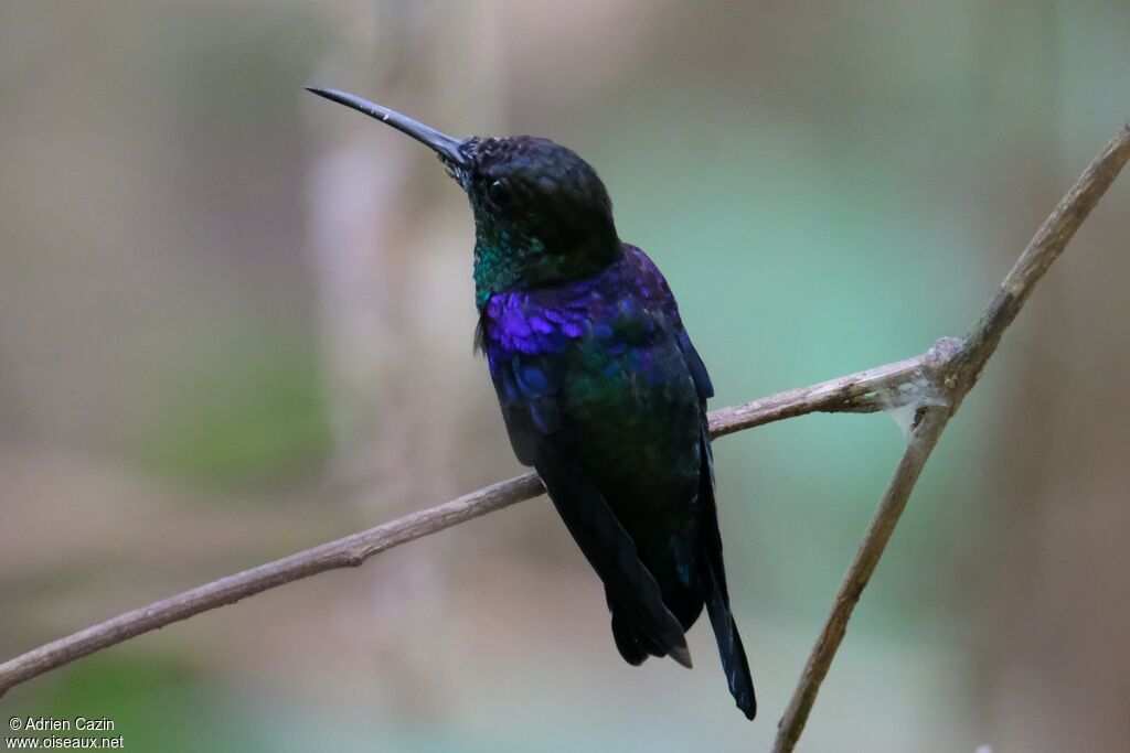 Crowned Woodnymph male, identification