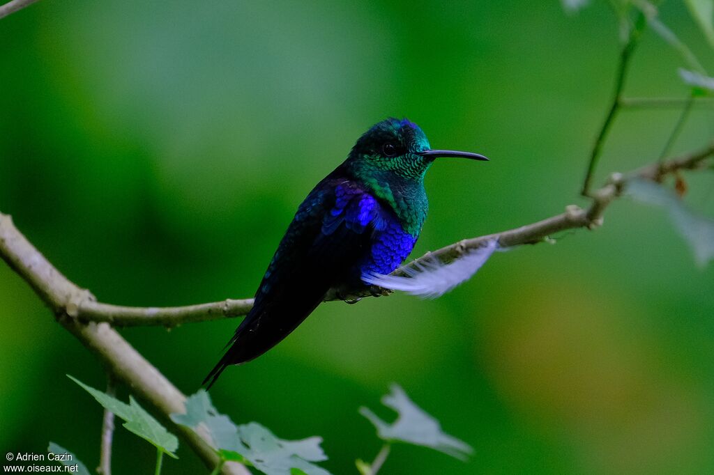 Crowned Woodnymph male adult