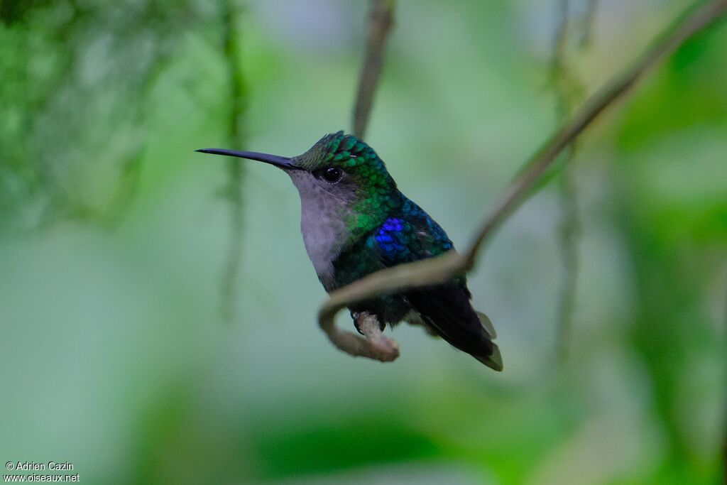 Crowned Woodnymph female adult