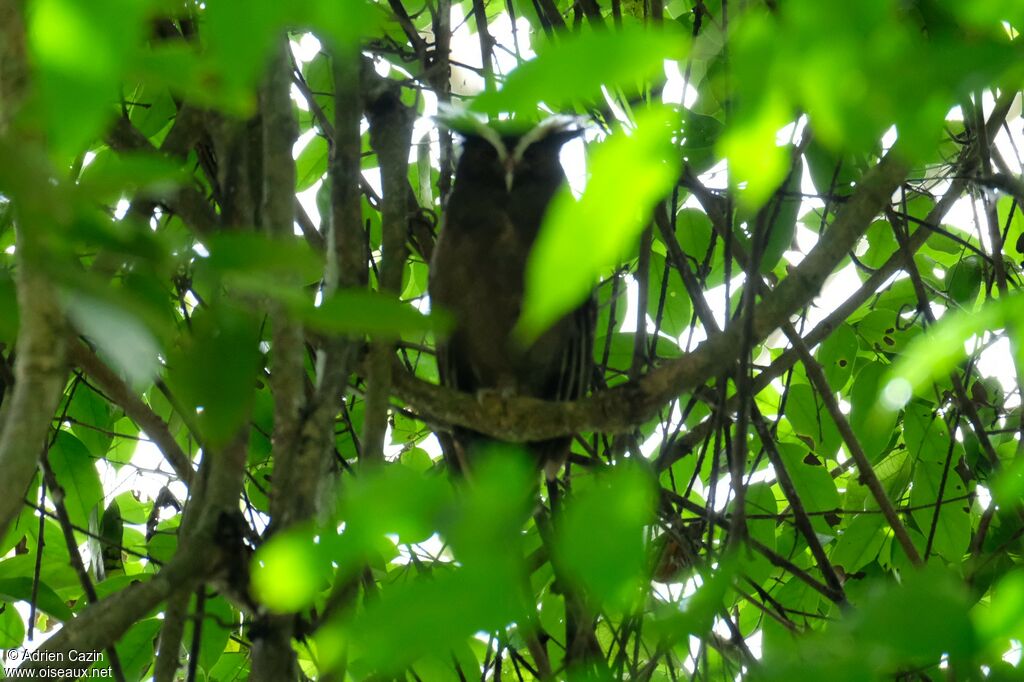 Crested Owl