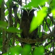 Crested Owl