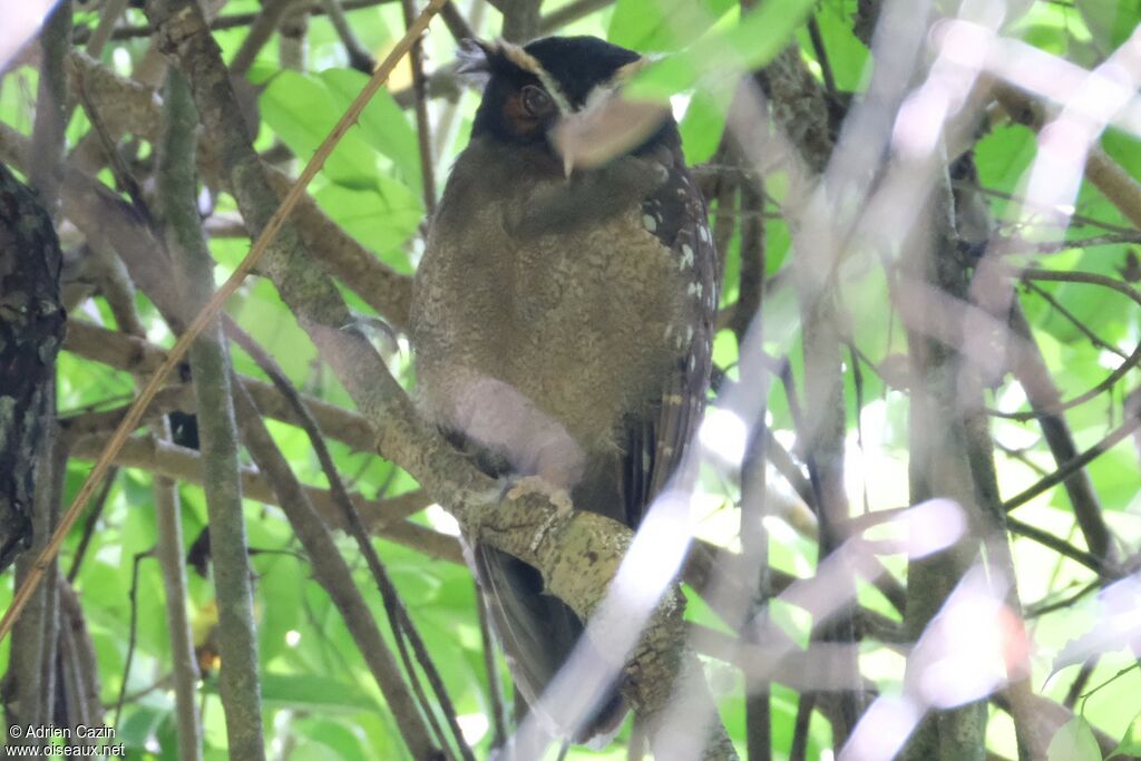 Crested Owl