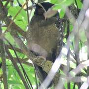 Crested Owl