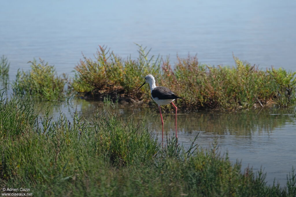 Black-winged Stilt female adult breeding