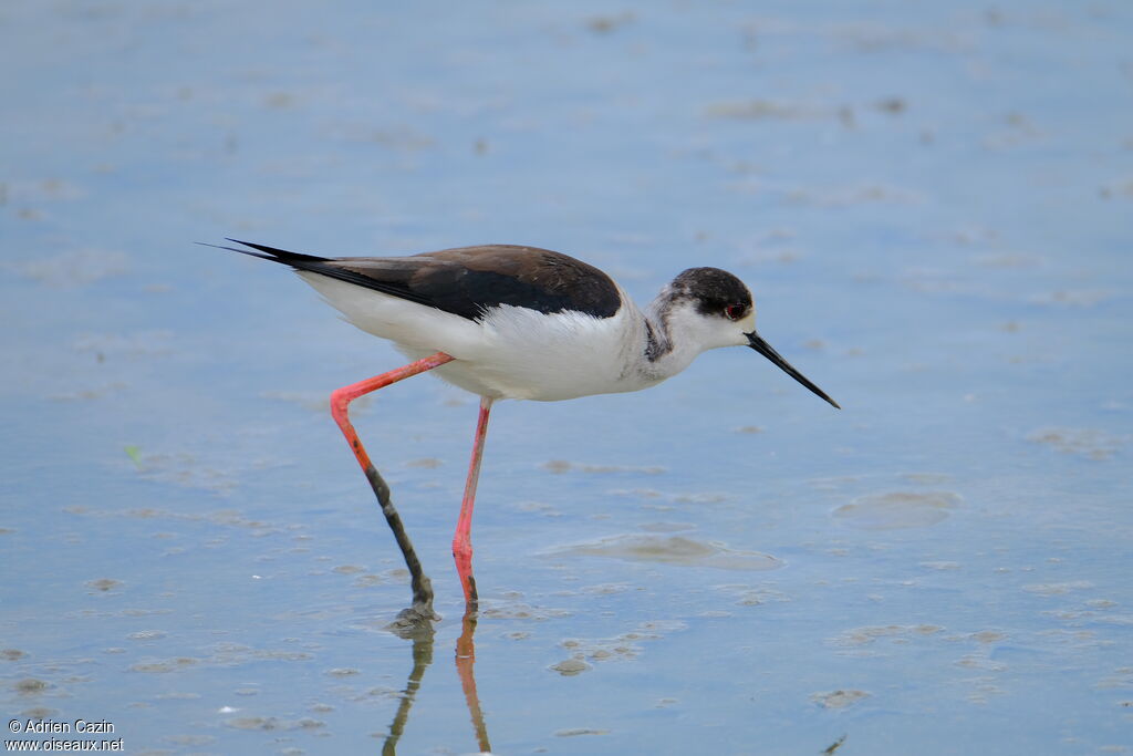 Black-winged Stilt female adult breeding, identification