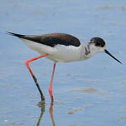 Black-winged Stilt