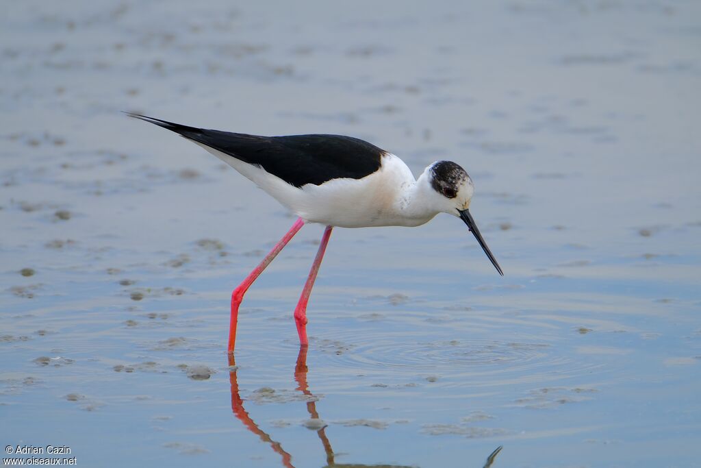 Black-winged Stilt male adult breeding, identification