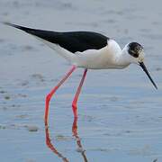 Black-winged Stilt