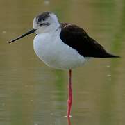 Black-winged Stilt