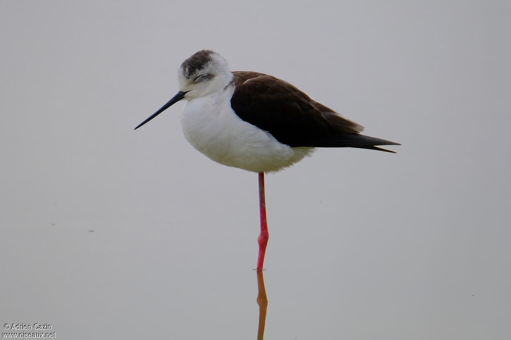 Black-winged Stilt female adult breeding, identification