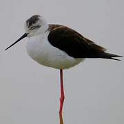 Black-winged Stilt