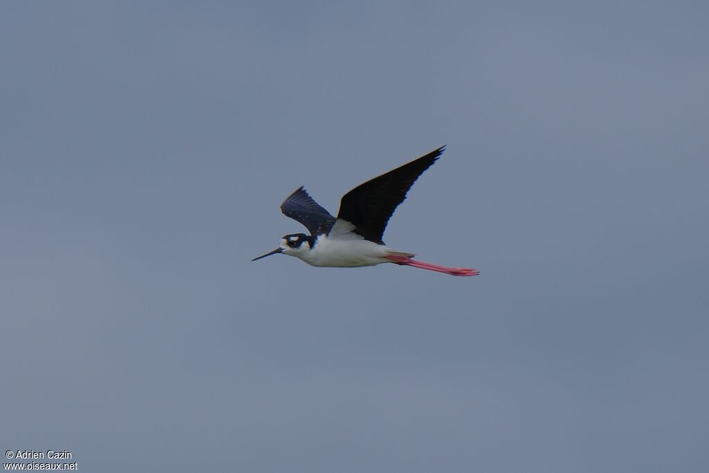 Black-necked Stiltadult, Flight