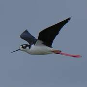 Black-necked Stilt