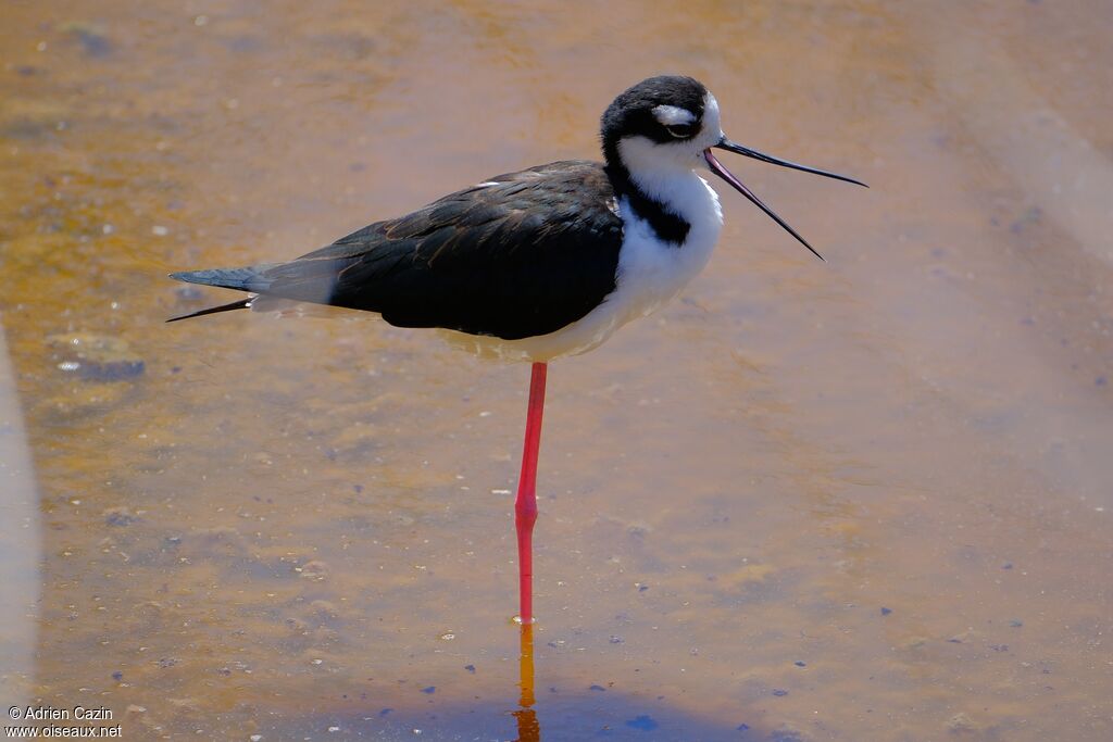 Black-necked Stiltadult