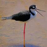 Échasse d'Amérique