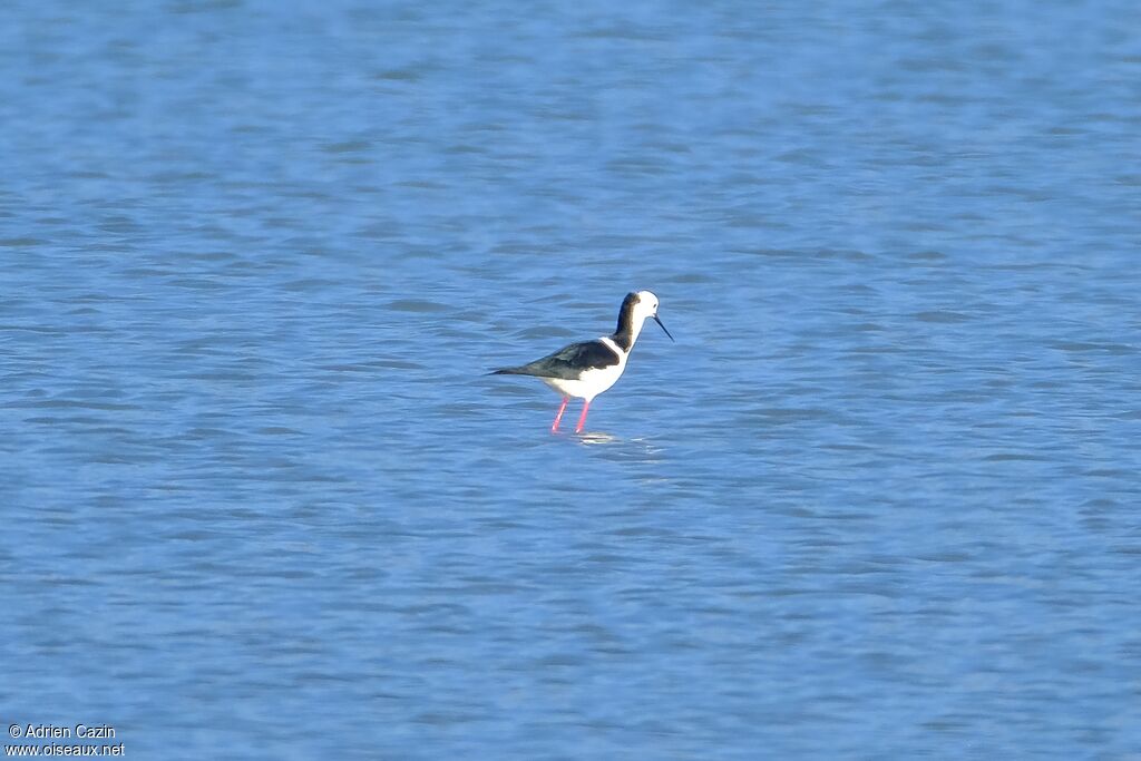 Pied Stilt