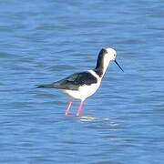 Pied Stilt