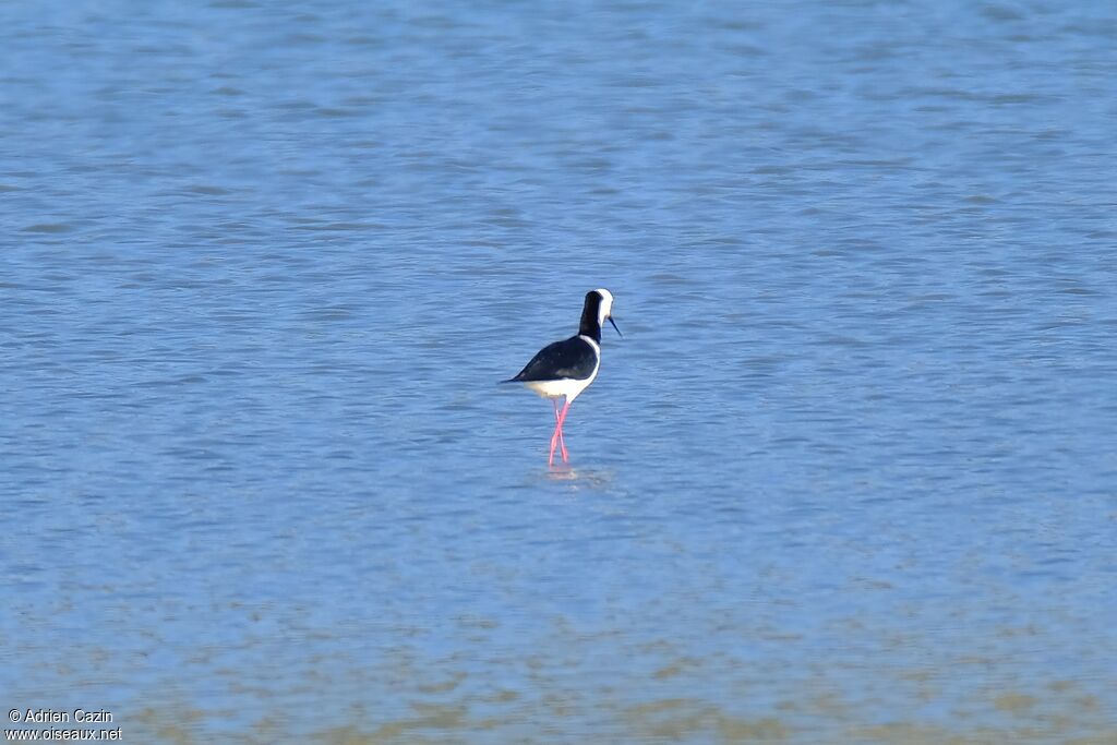 Pied Stilt