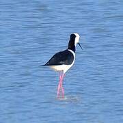 Pied Stilt