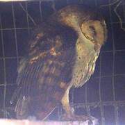 American Barn Owl